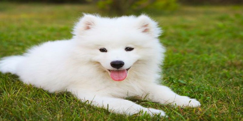 Mơ Thấy Chó Có Điềm Báo Ra Sao? Đánh Con Số Gì Lãi Lớn? 6 Chó là loài vật rất gần gũi, thân thiện với con người