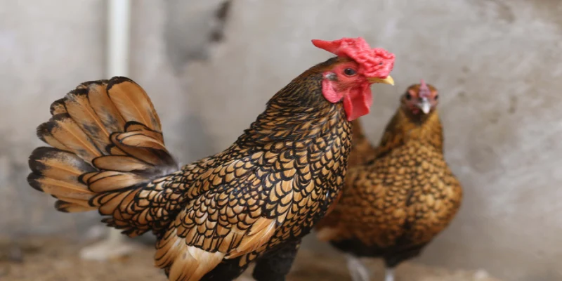 Mơ Thấy Gà: Giải Mã Điềm Báo - Khám Phá Con Số May Mắn 5 Mơ Thấy Gà: Giải Mã Chi Tiết Bật Mí Con Số May Mắn